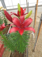 [5501 PO01 Corleone No01.JPG]